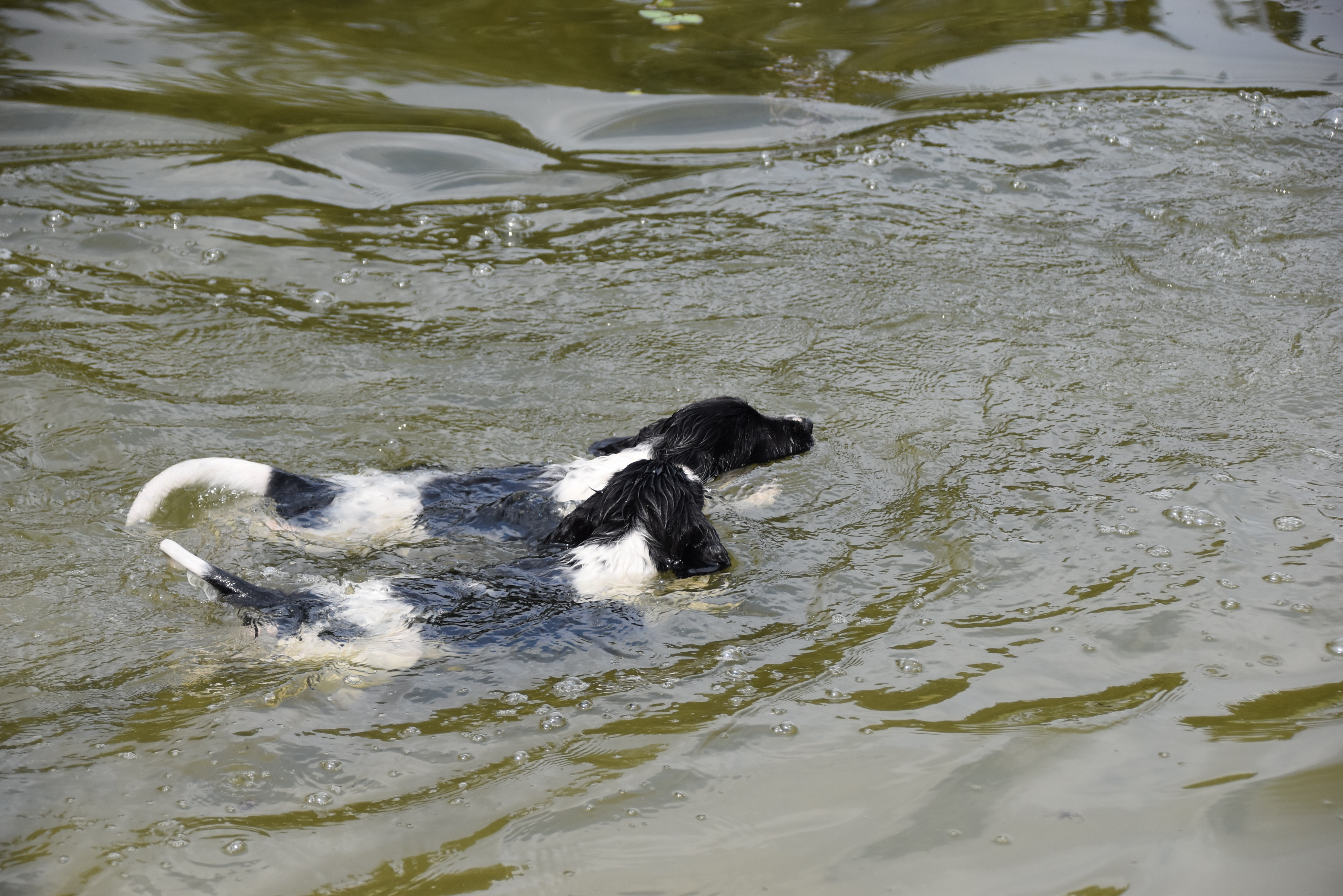 Wasser (20) Wasser (20)